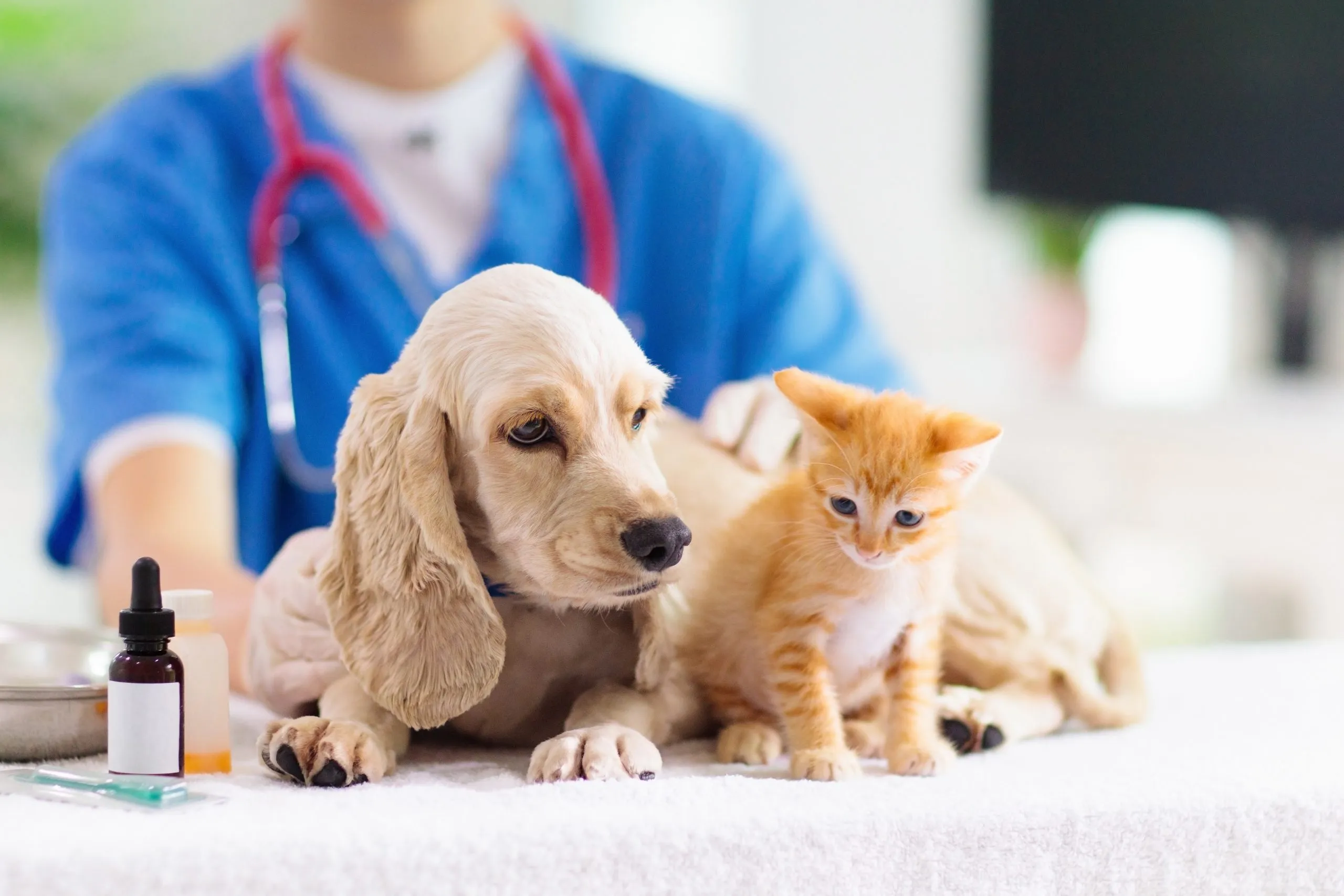 FREE HELP TO PAY DOG OR CAT SURGERY VET EXPENSES! EXPLORE 24 RELIABLE ORGANIZATIONS THAT CAN AID YOU